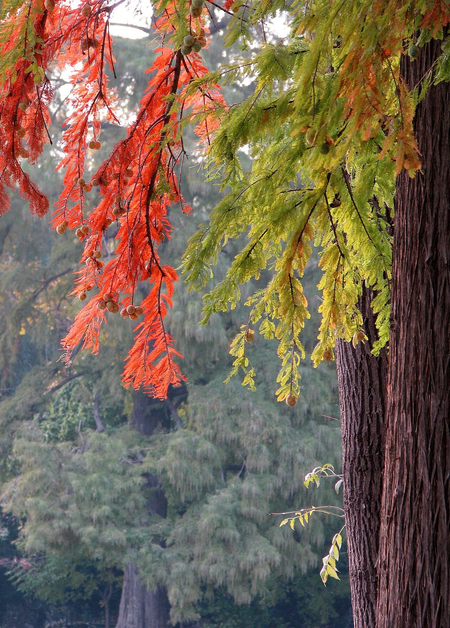 autumn leaves leaves colours free photo