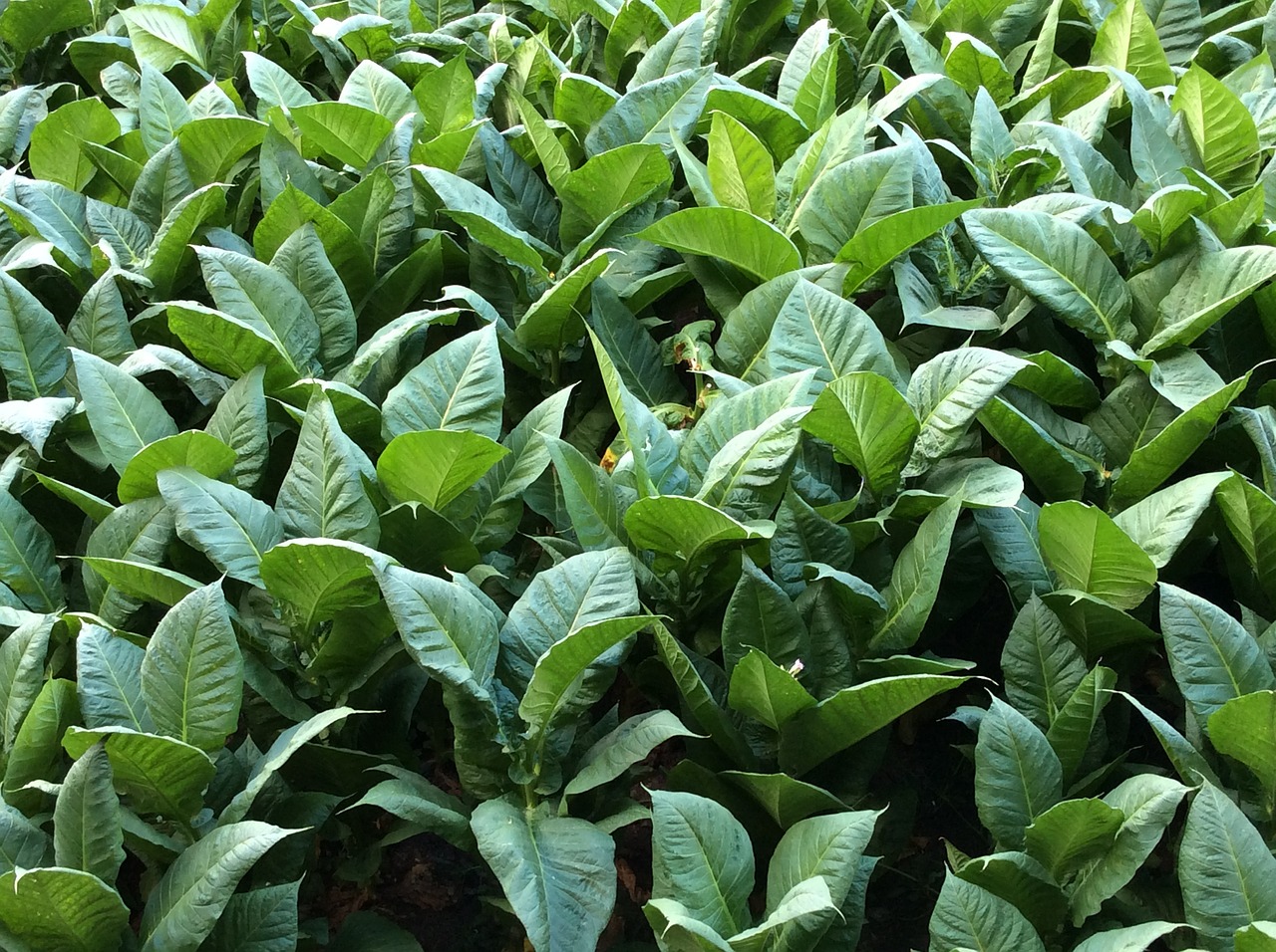 tobacco leaves green free photo