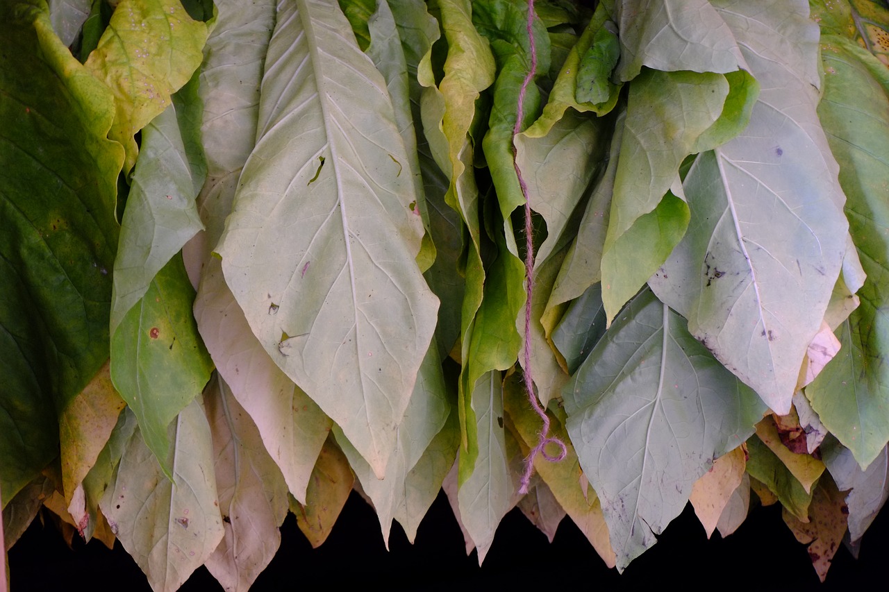 tobacco green dried free photo