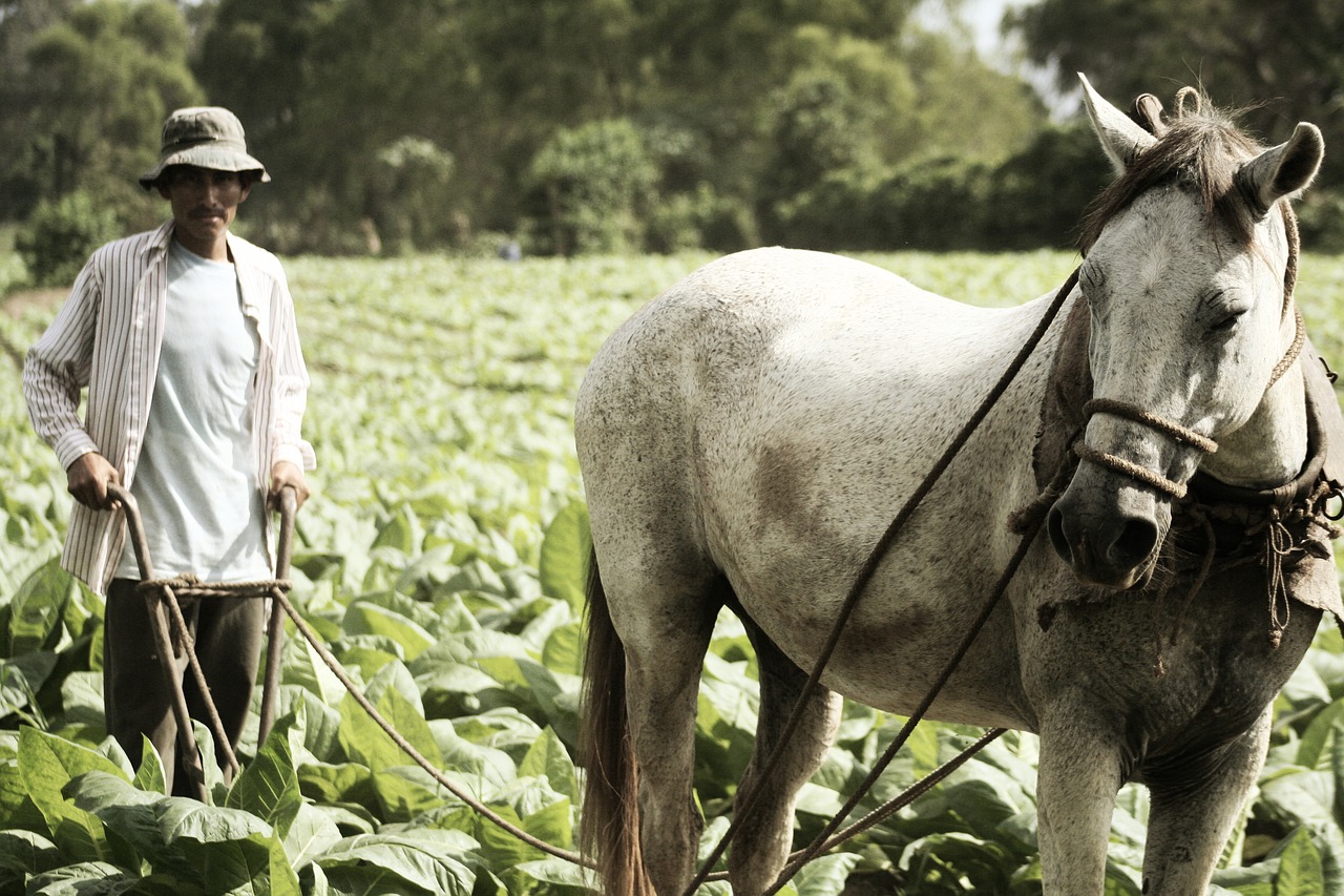 tobacco farm farmer free photo