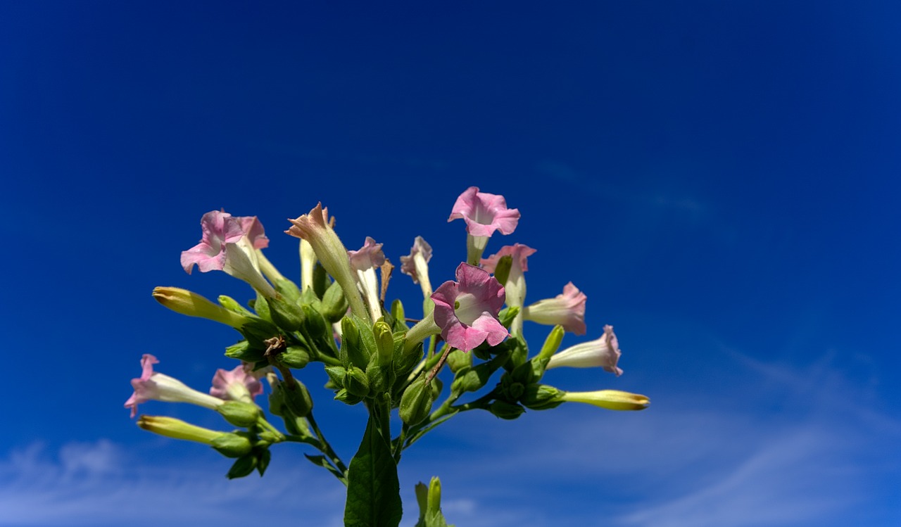 tobacco plant blossom free photo