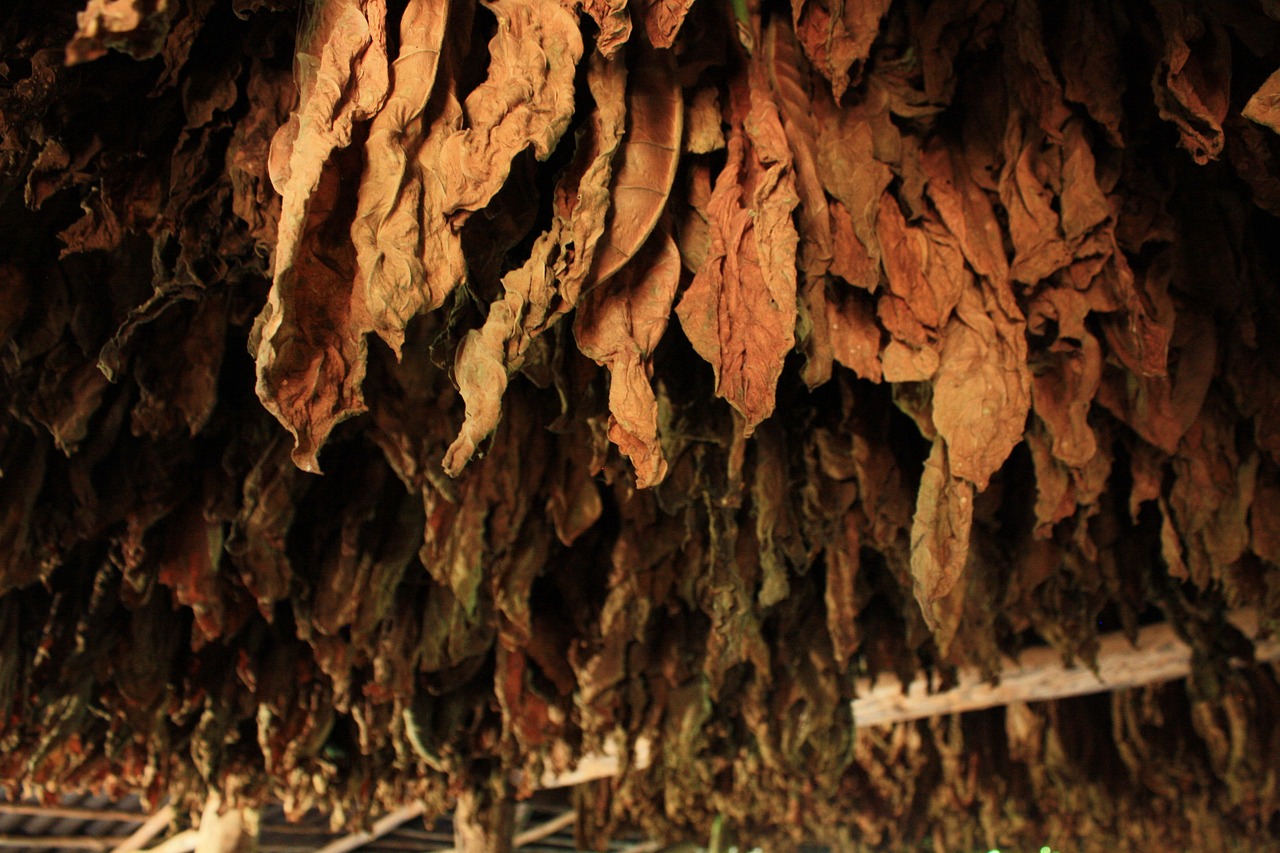 tobacco  leaves  leaf free photo