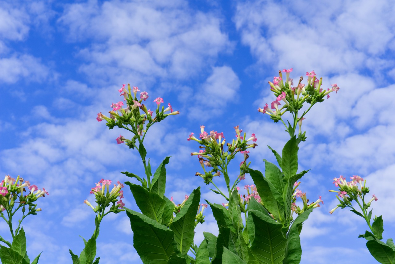 tobacco  plant  blossom free photo