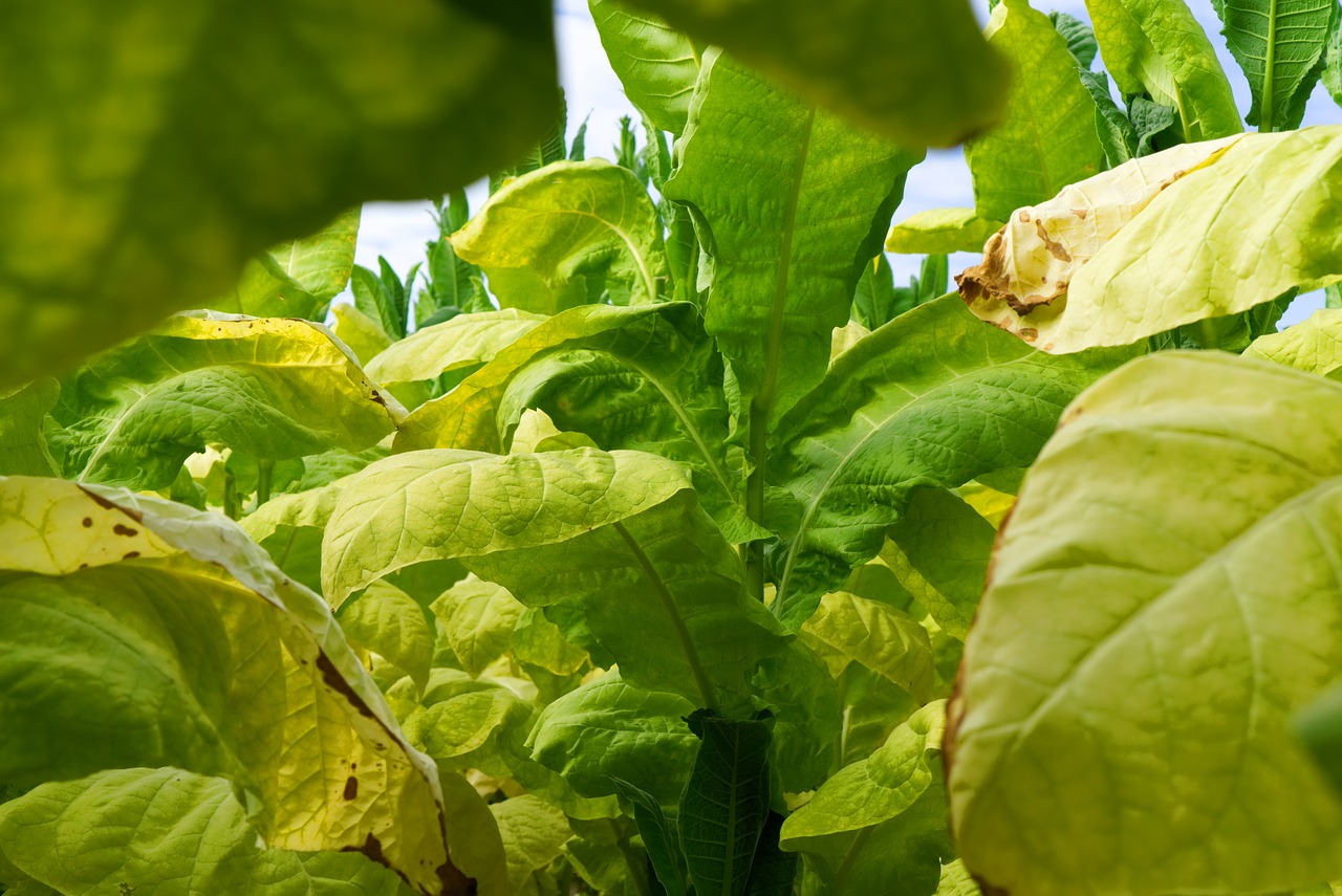tobacco  plant  leaf free photo