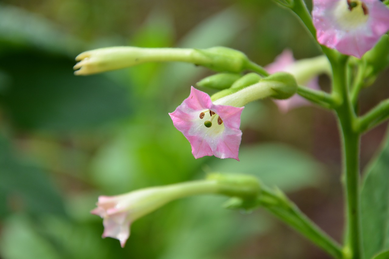 tobacco flower pink free photo