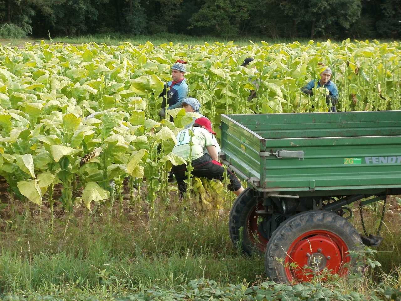 tobacco harvest august free photo