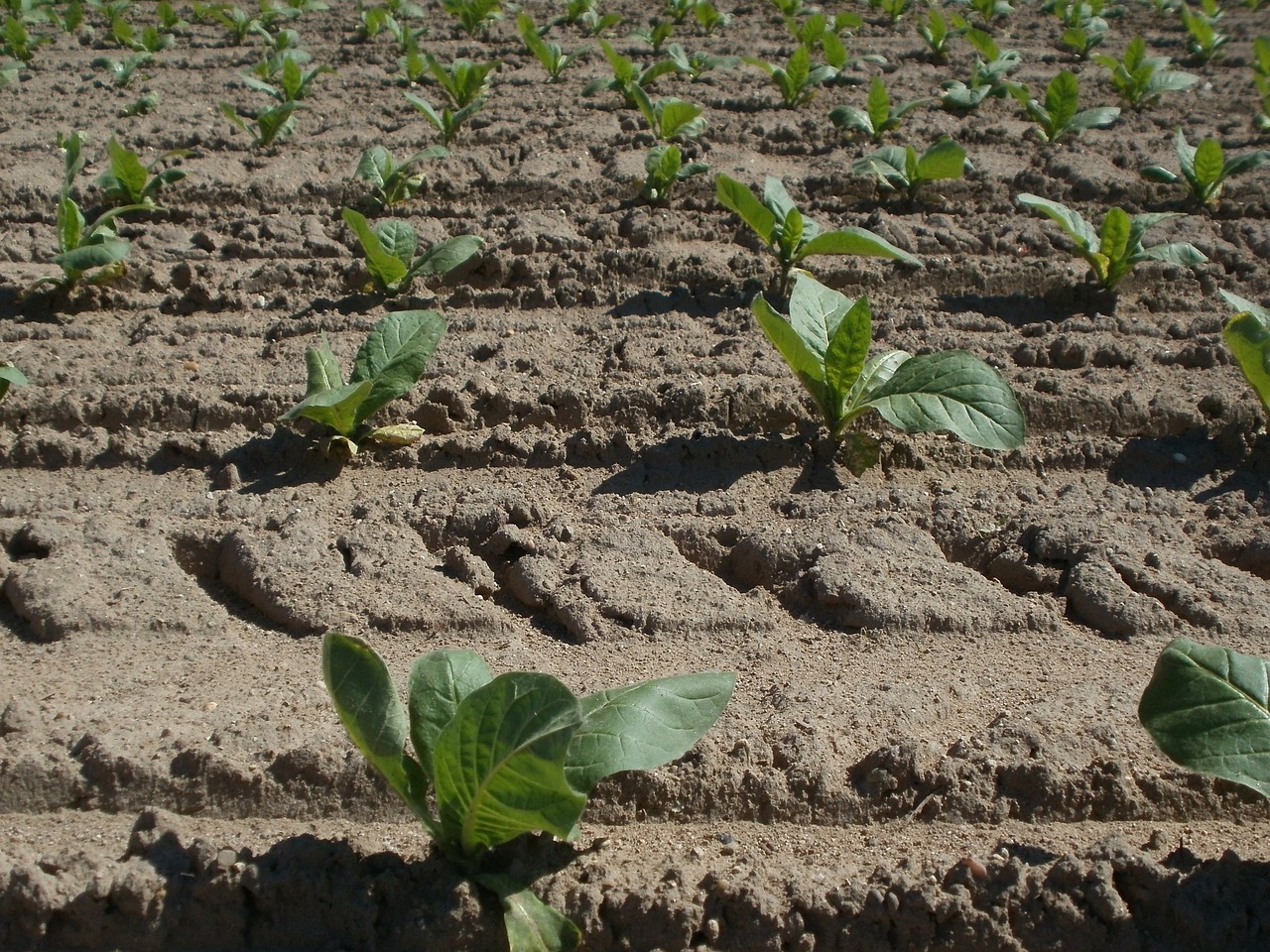 tobacco field agriculture free photo