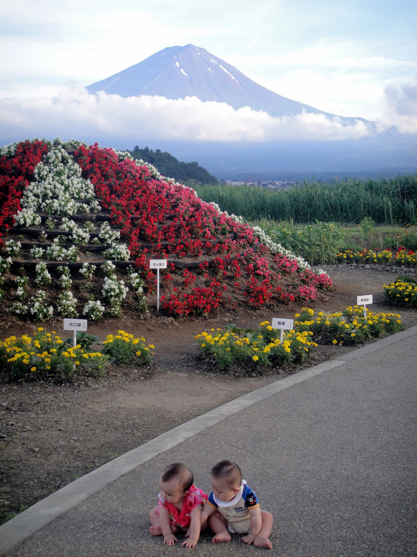 toddlers mount fuji spring free photo