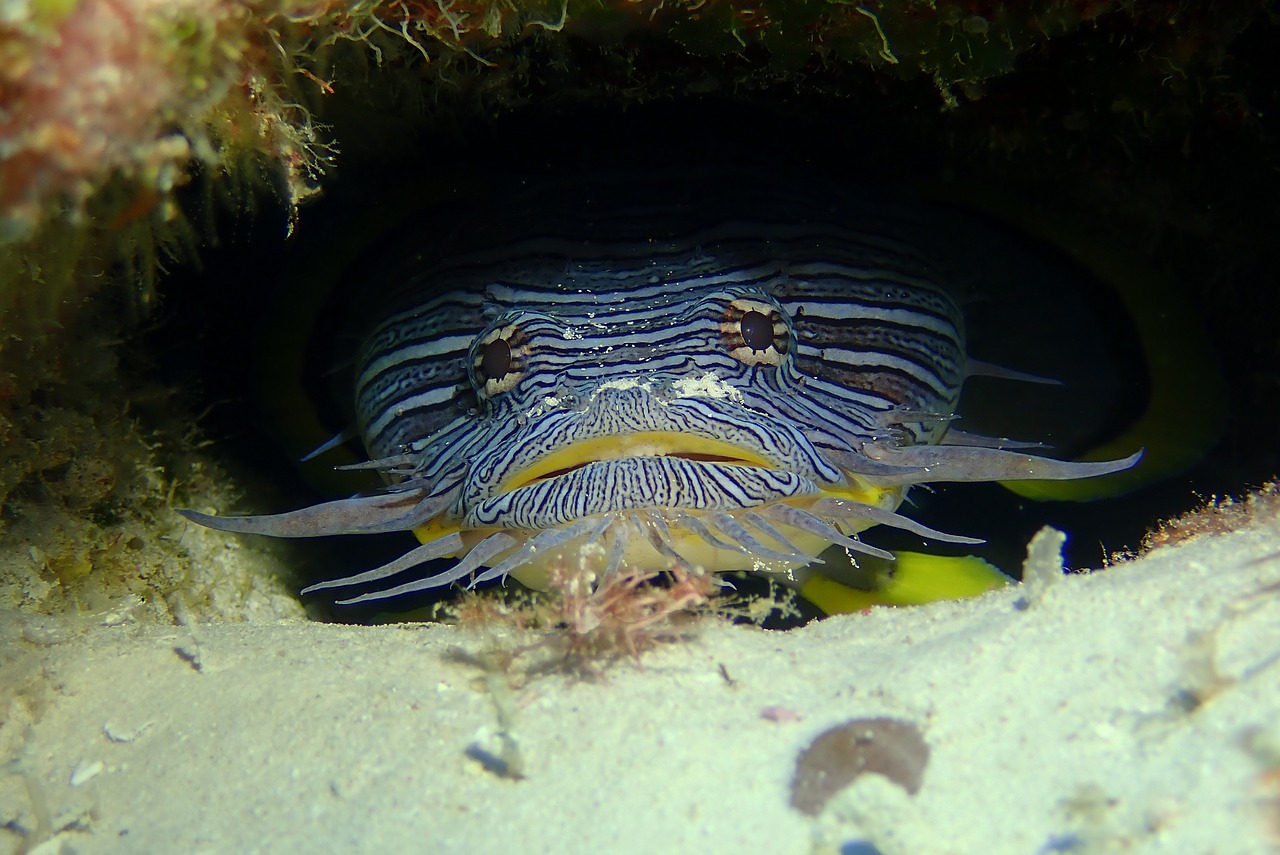 toe  fish  underwater free photo