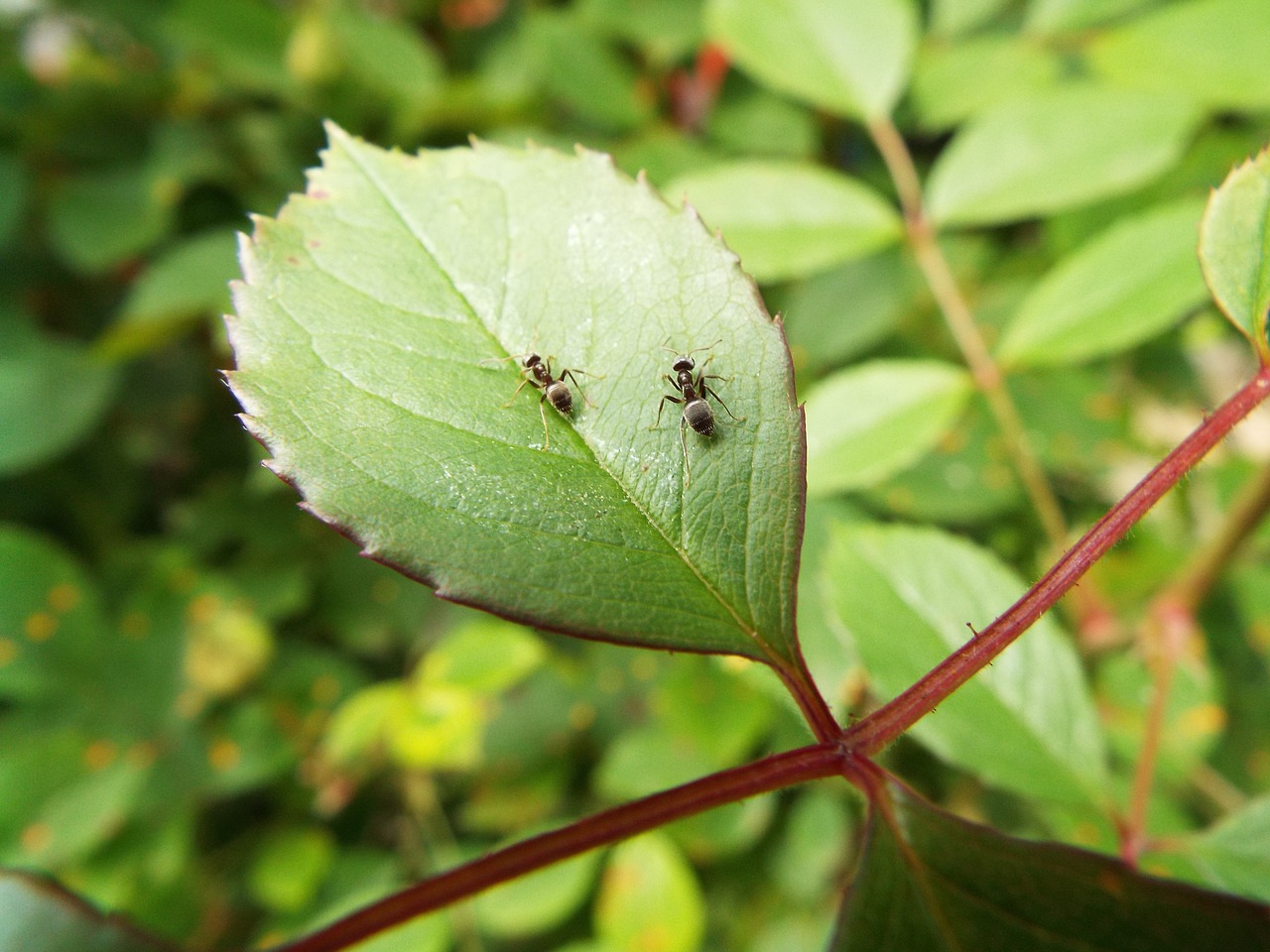 together insects ants free photo