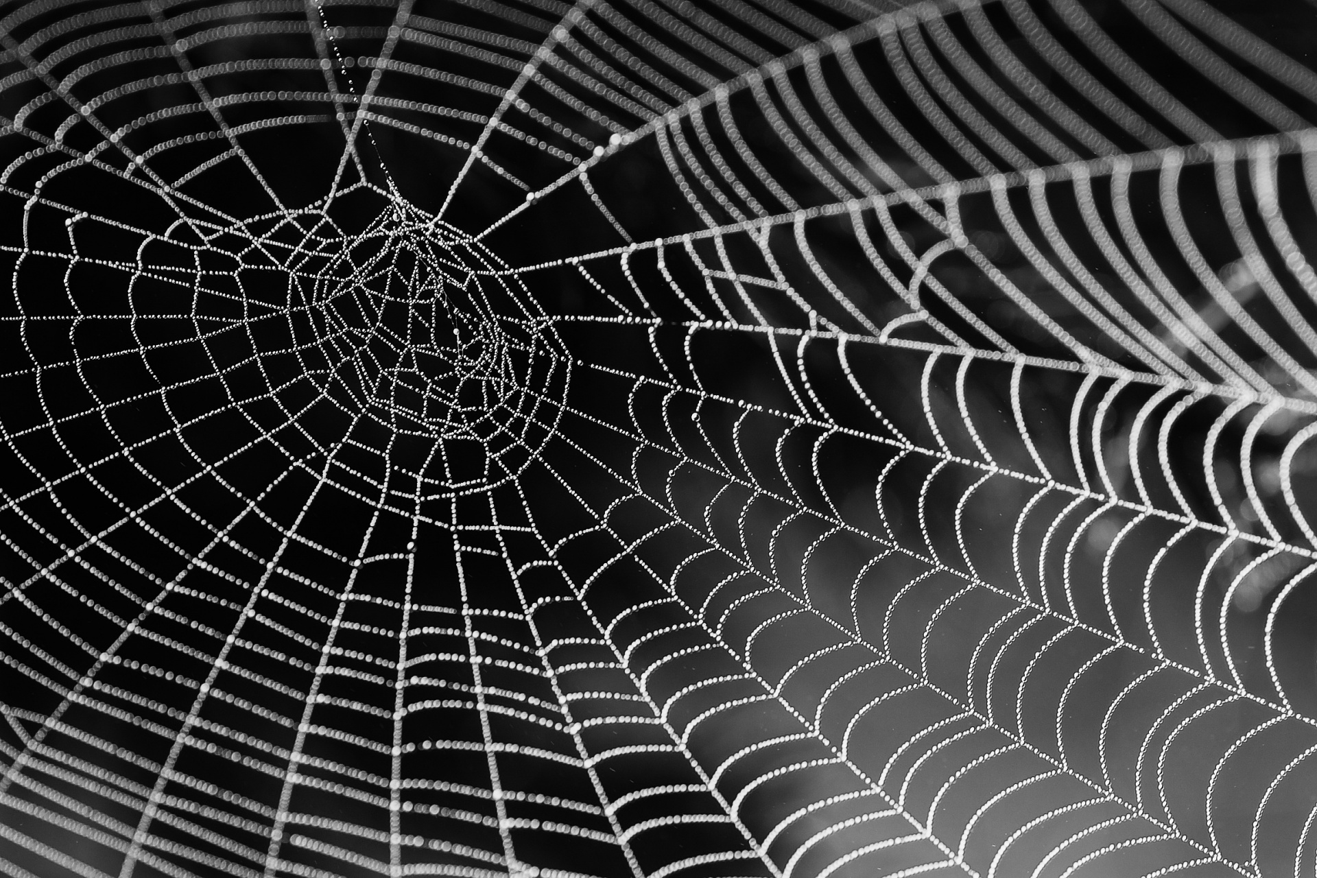 spider web internet free photo