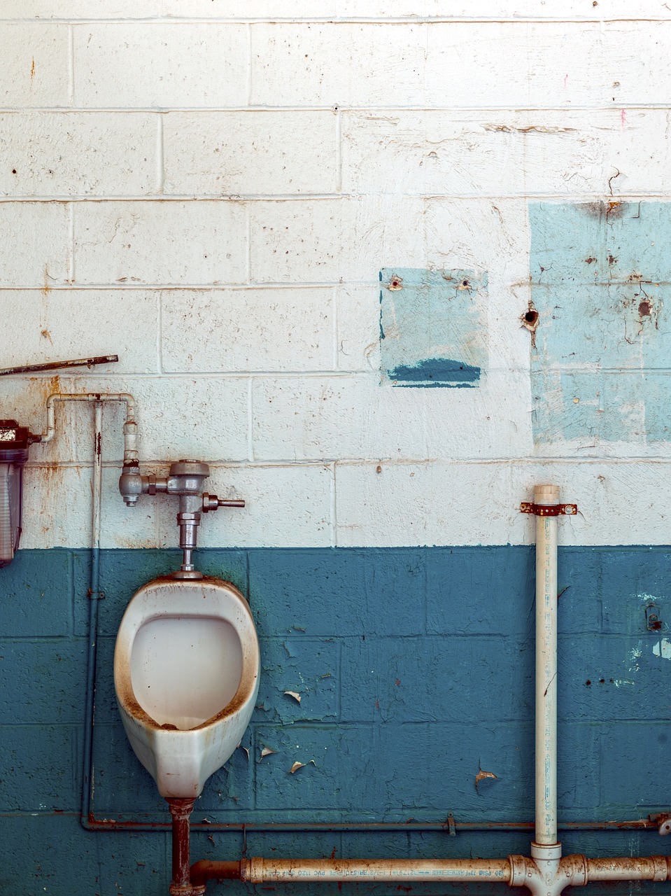 toilet loo wc free photo