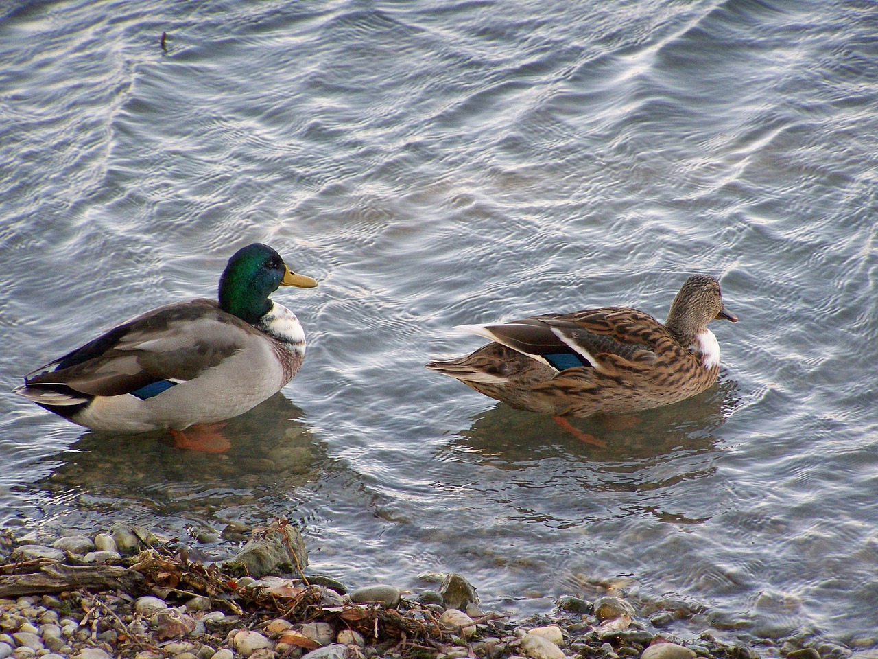 tőkésréce a few  waterfowl  duck free photo