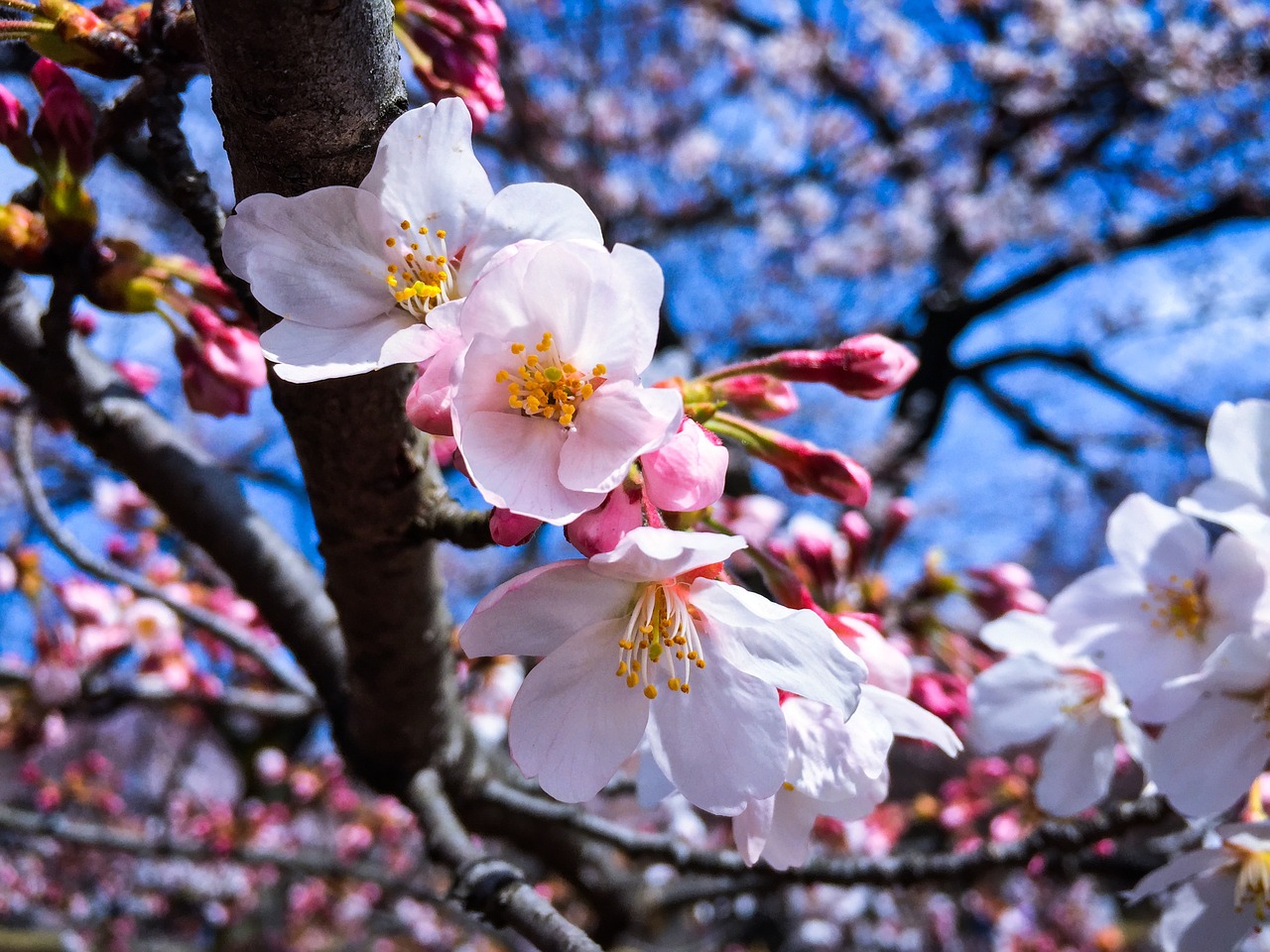 tokyo spring cherry free photo