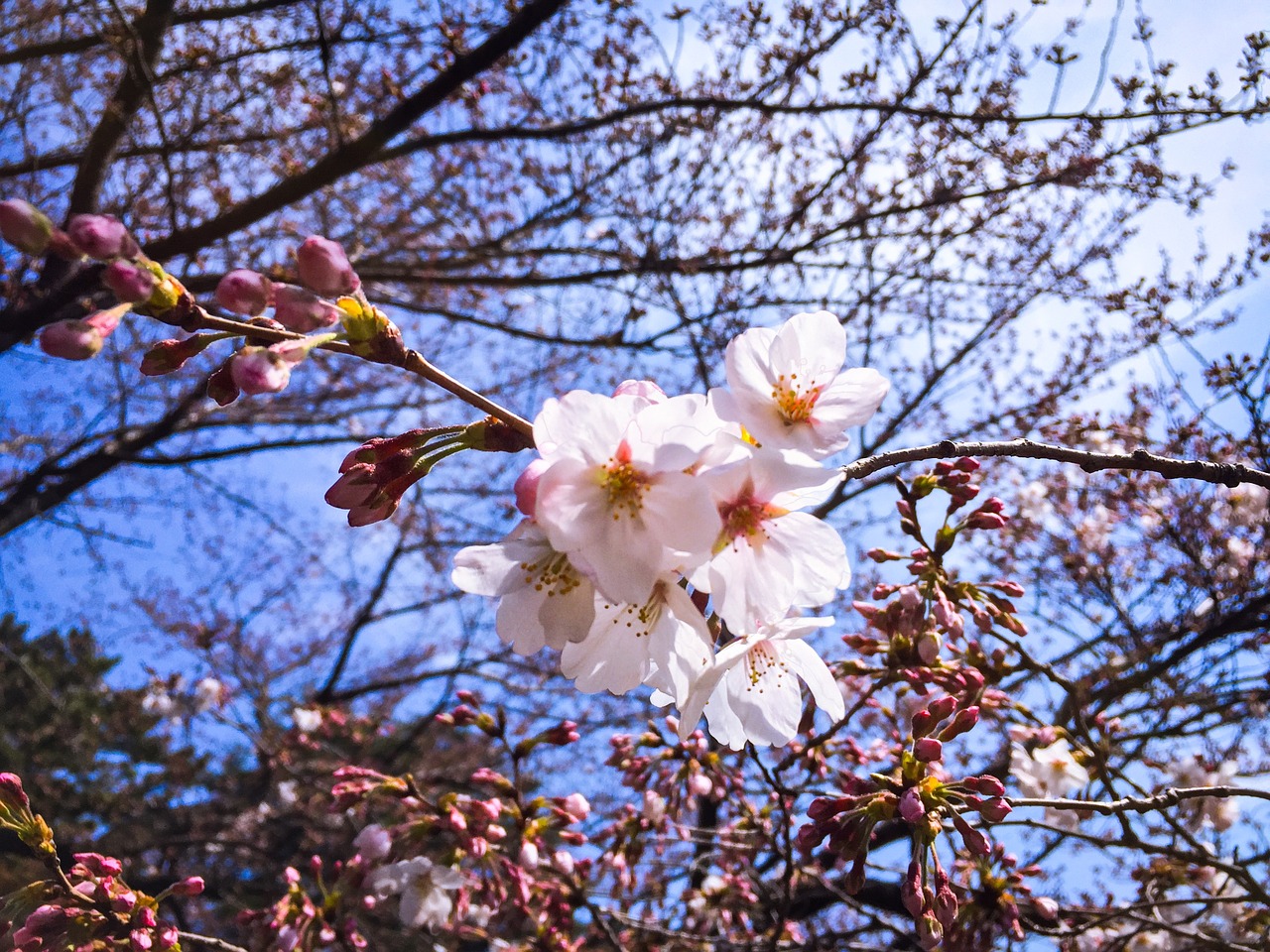 tokyo spring cherry free photo