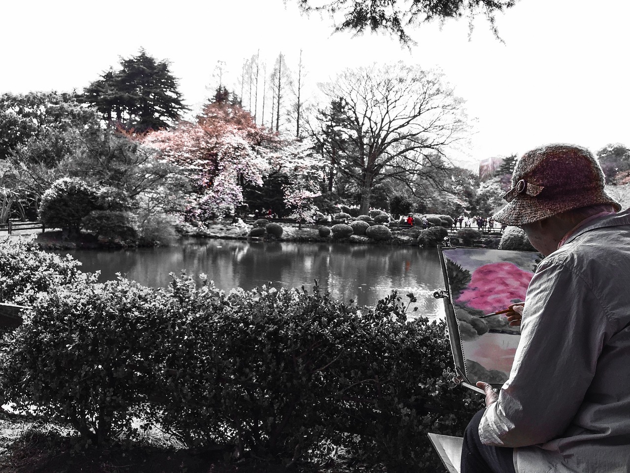 tokyo spring cherry free photo