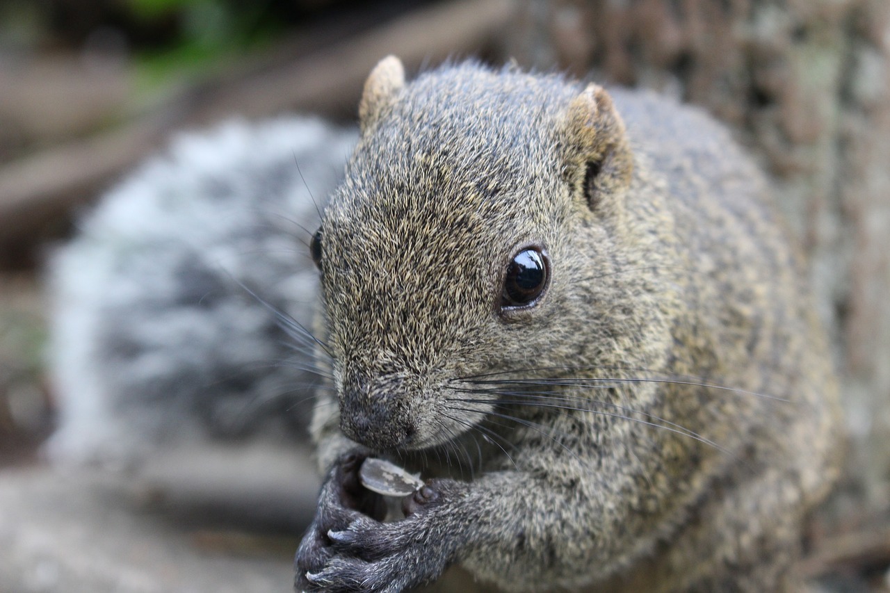 tokyo squirrel animal free photo