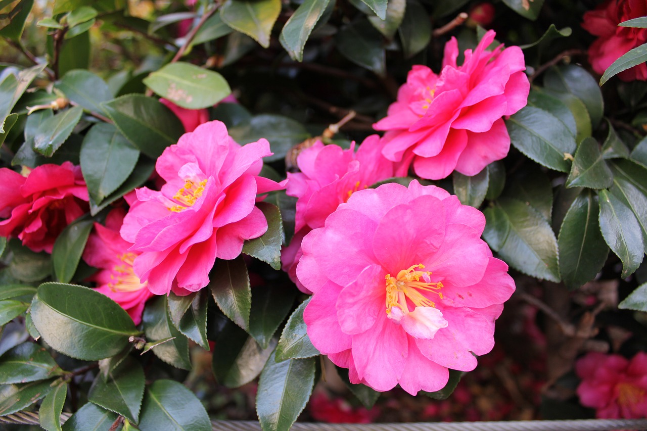 tokyo flowers plant free photo