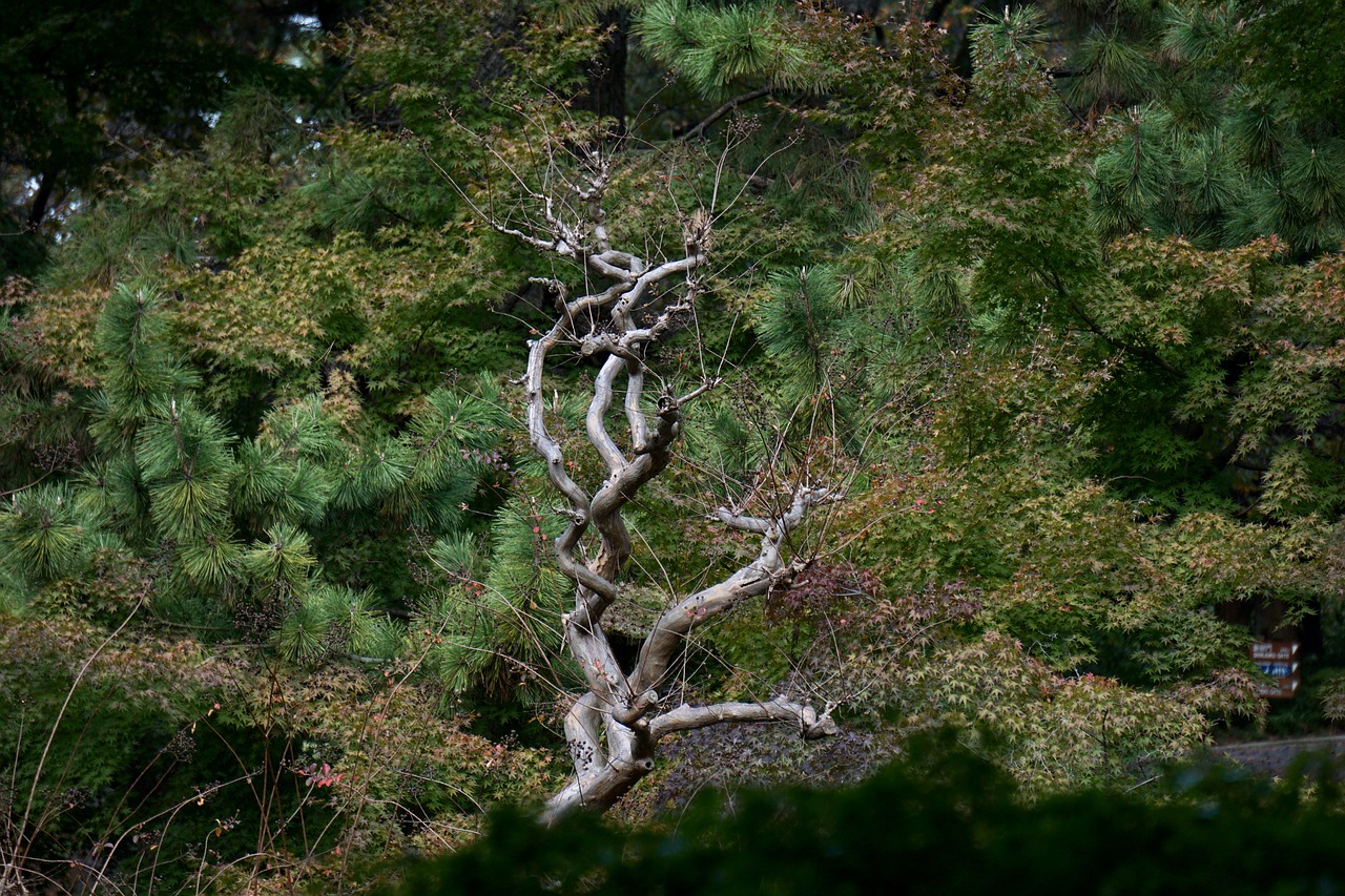 tokyo  park  tree free photo