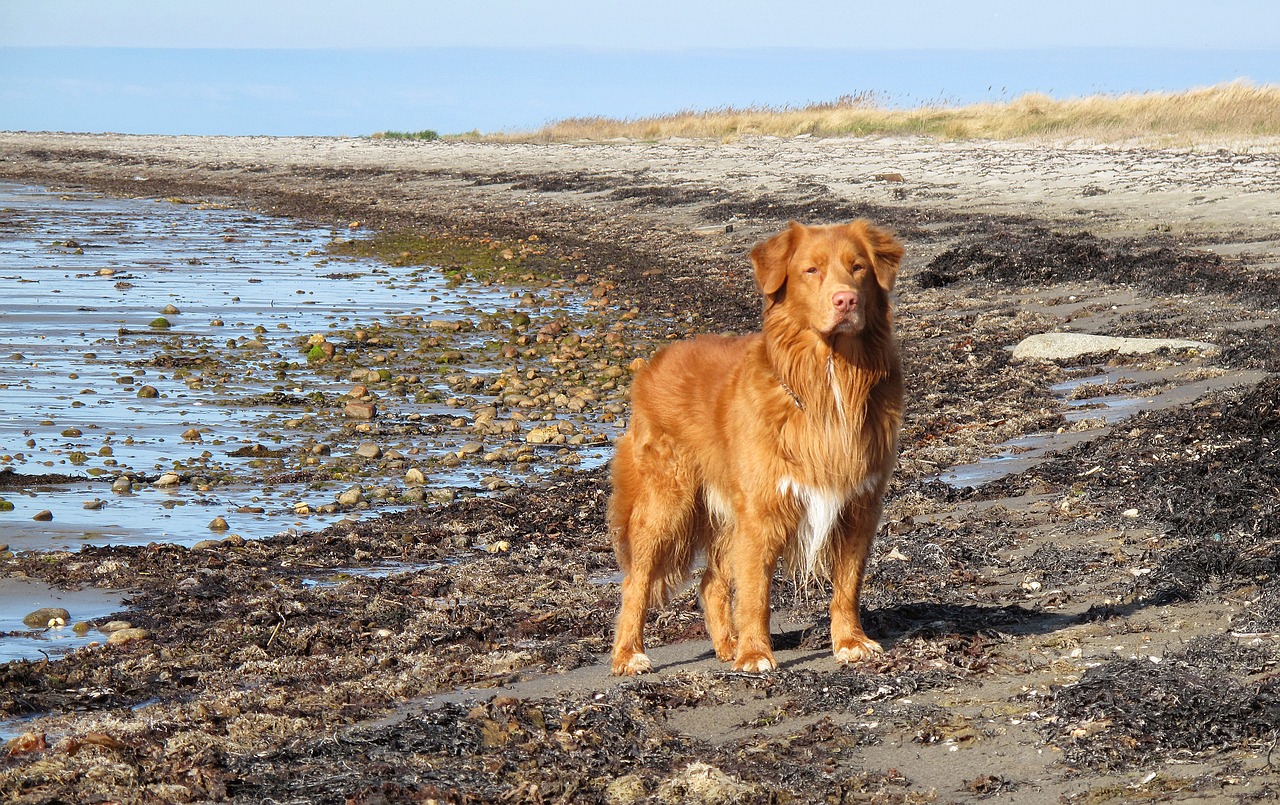 toller beach dog free photo