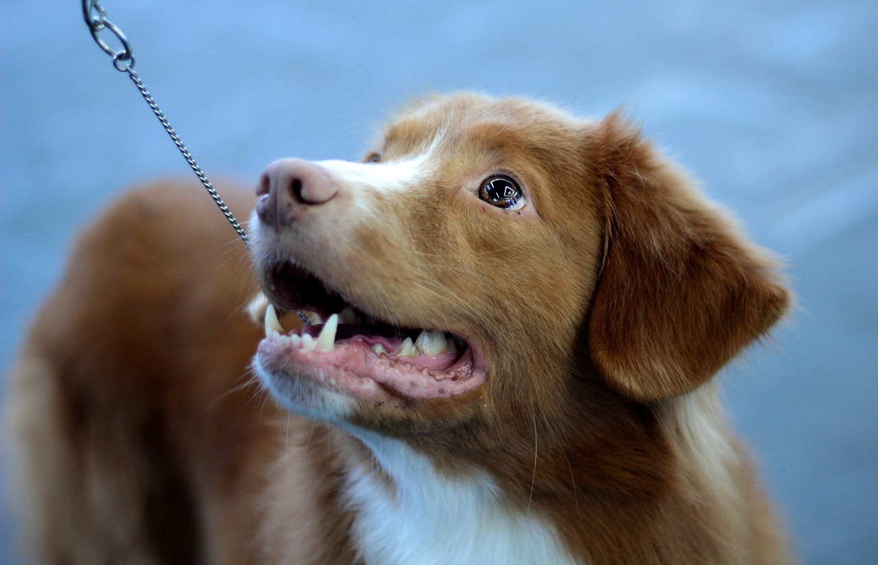 toller  dogshow  dog free photo