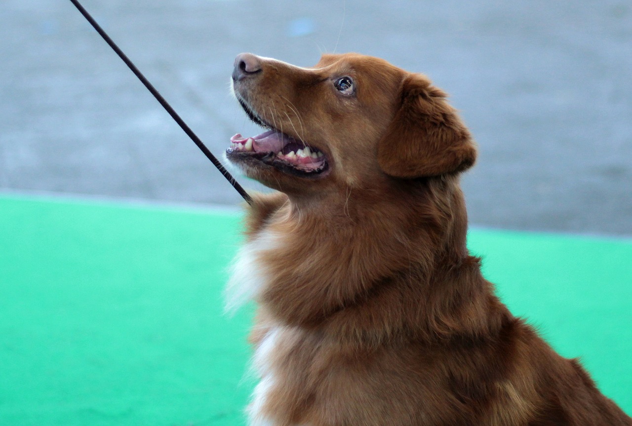 toller  nova scotia  duck free photo