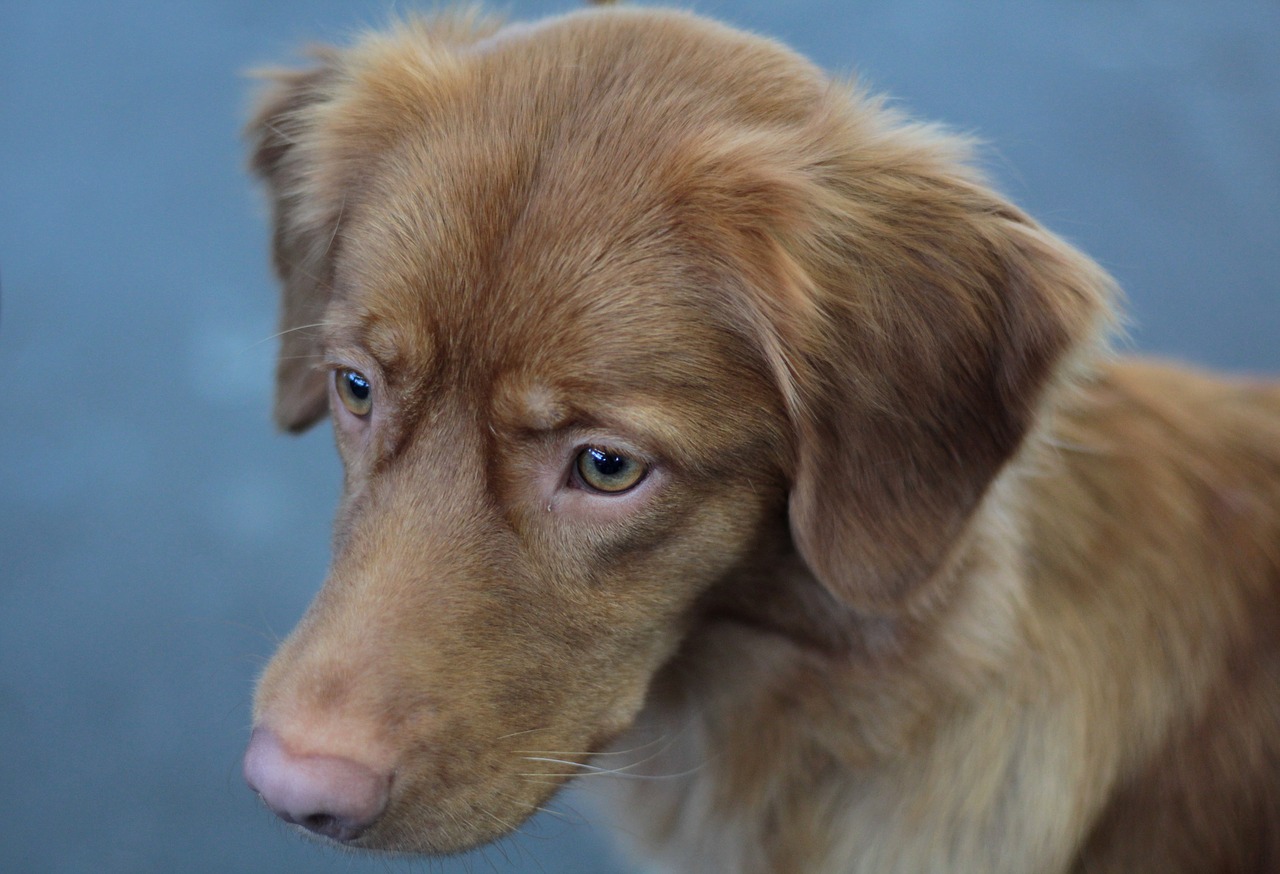 toller  nova scotia  duck free photo