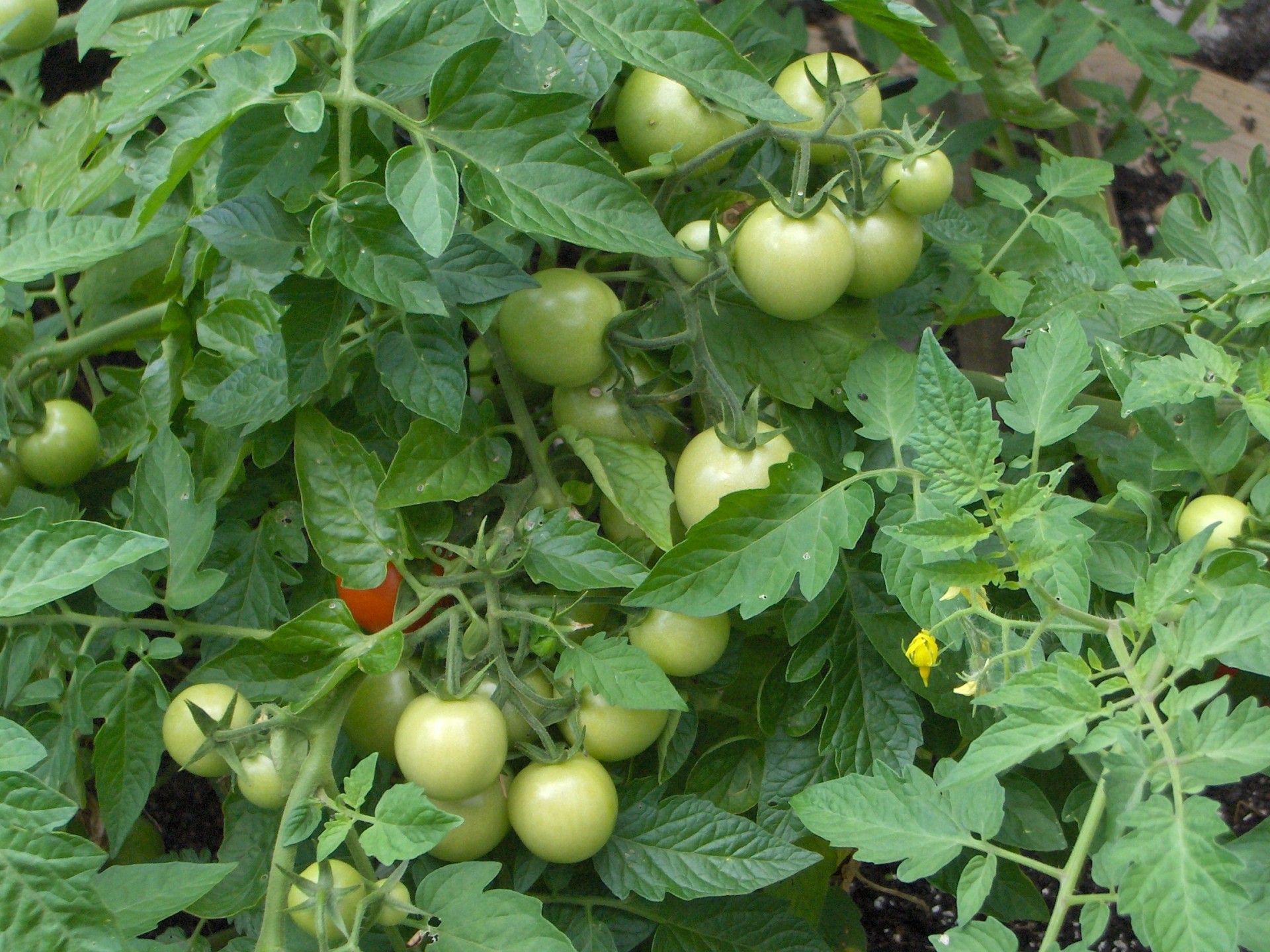 tomatoes green plant free photo