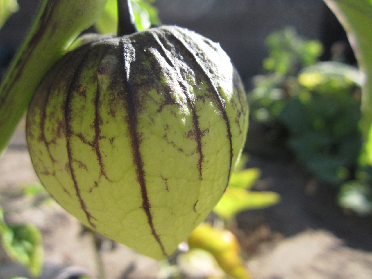 tomatillo mexican husk tomato green tomato free photo