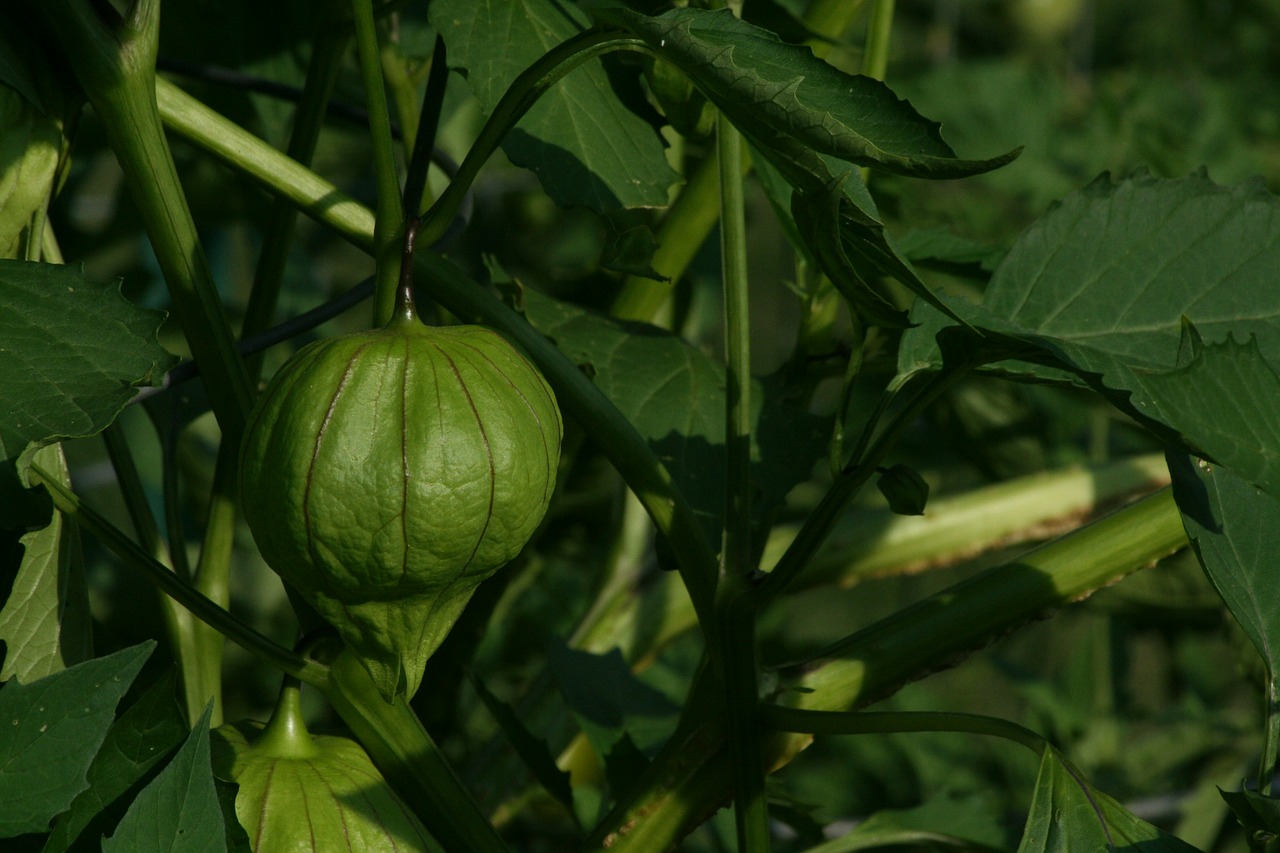 tomatillo garden mexican free photo