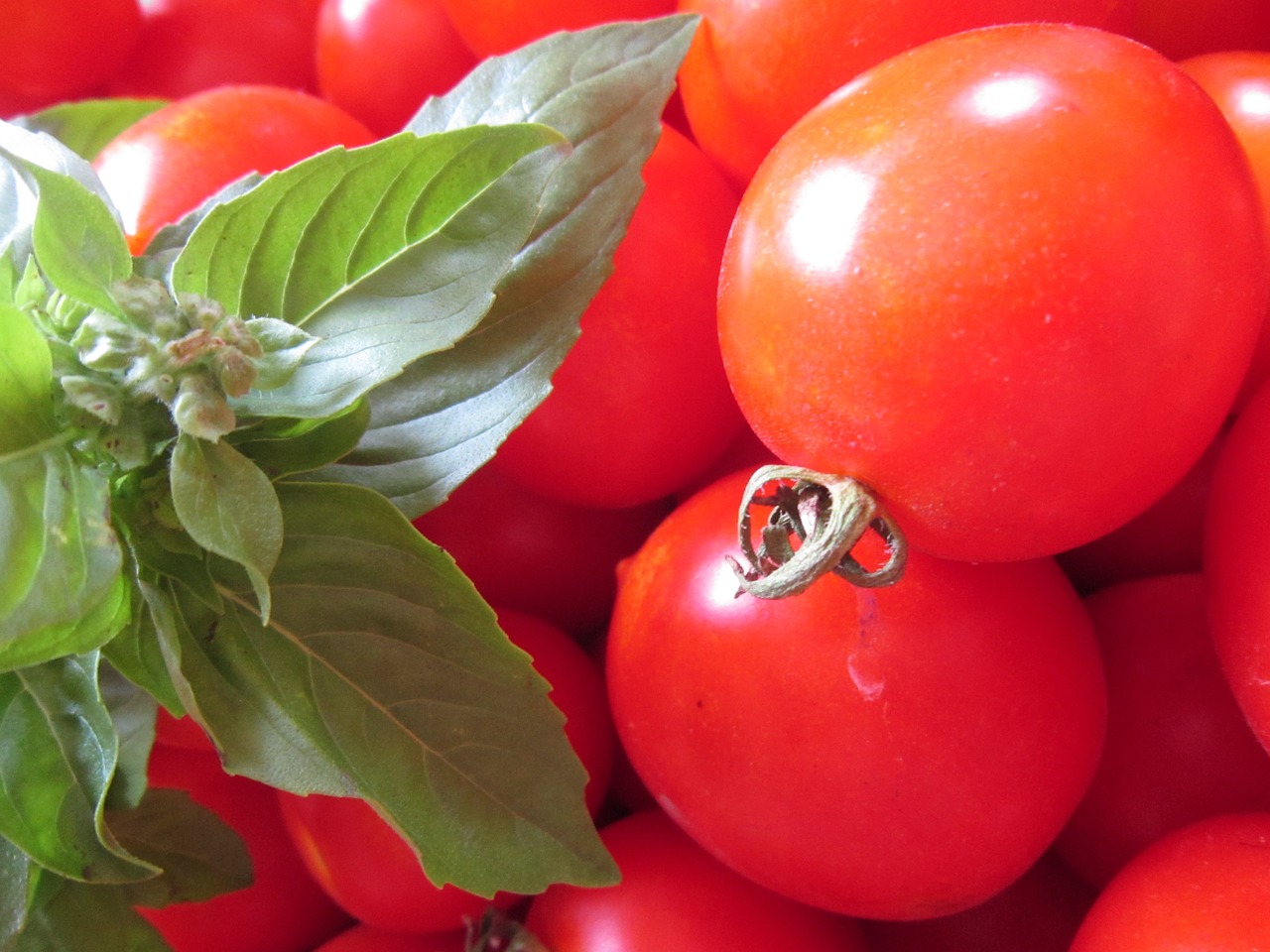 tomato basil red free photo