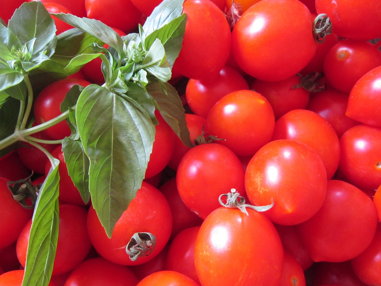 tomato basil red free photo