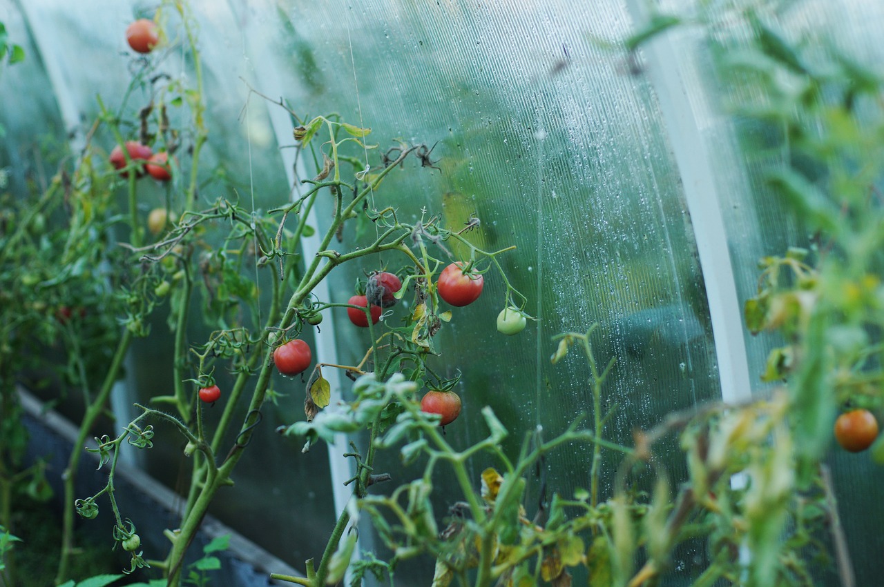 tomatoes greenhouse dacha free photo
