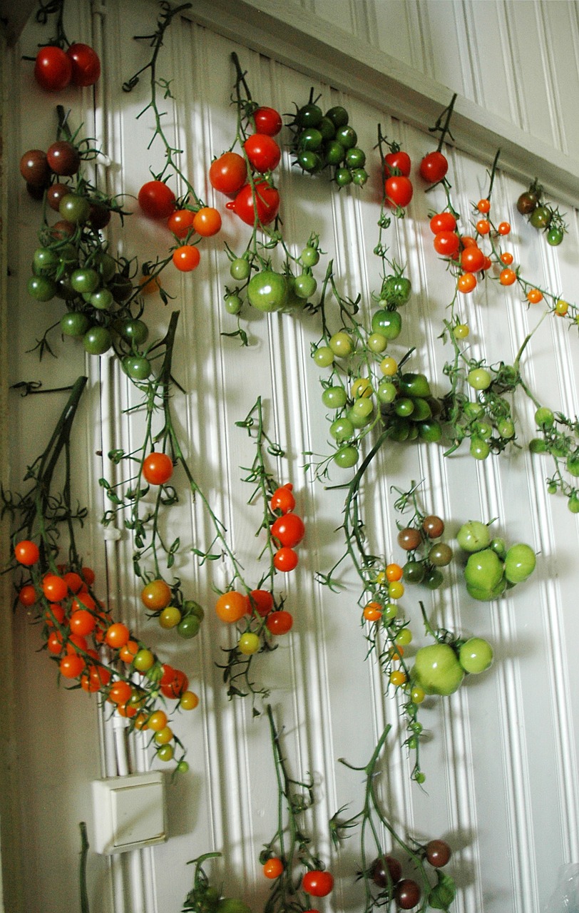 tomato tomatoes wall free photo