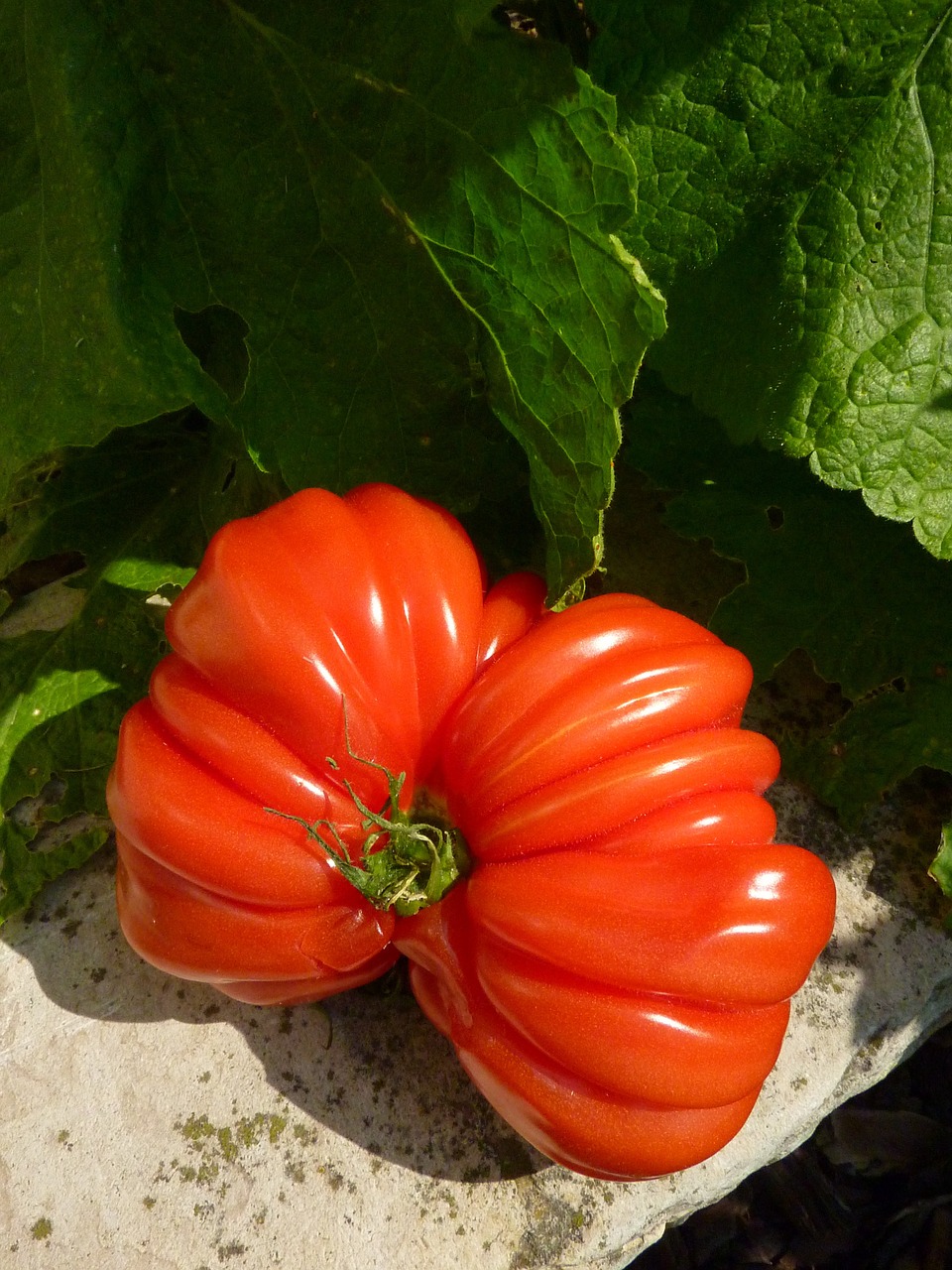 tomato vegetable red free photo