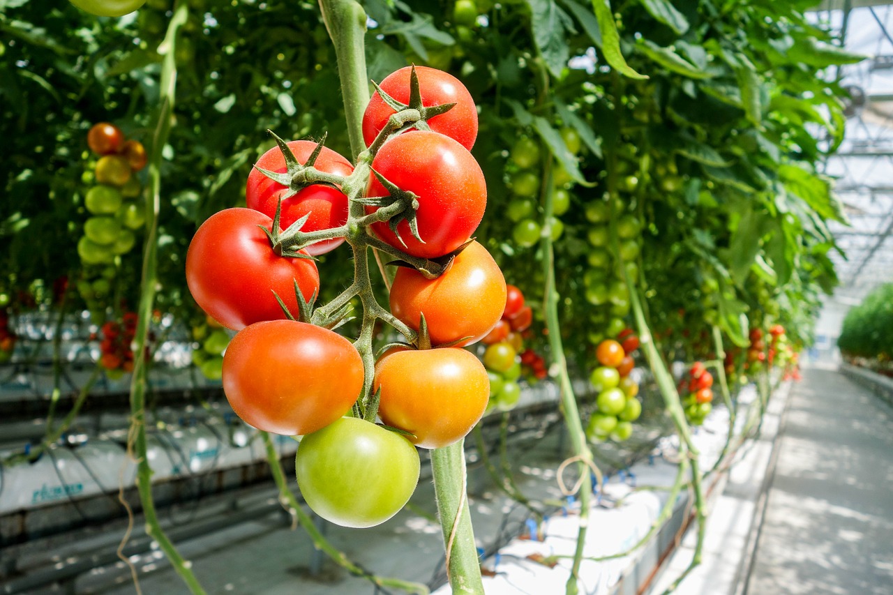 tomato greenhouse free pictures free photo