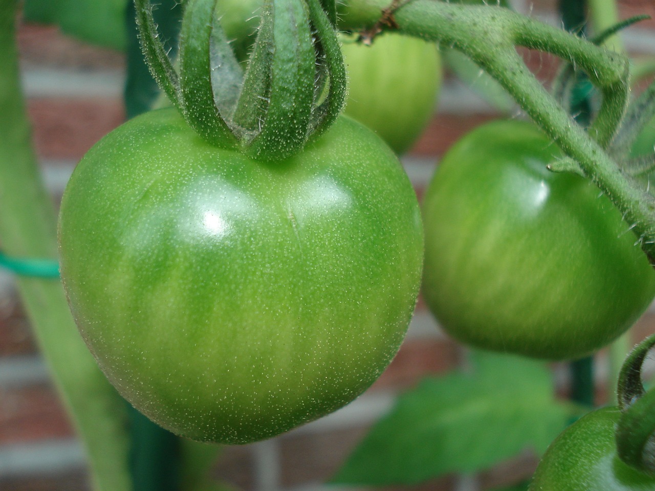 tomato plant immaturity free photo