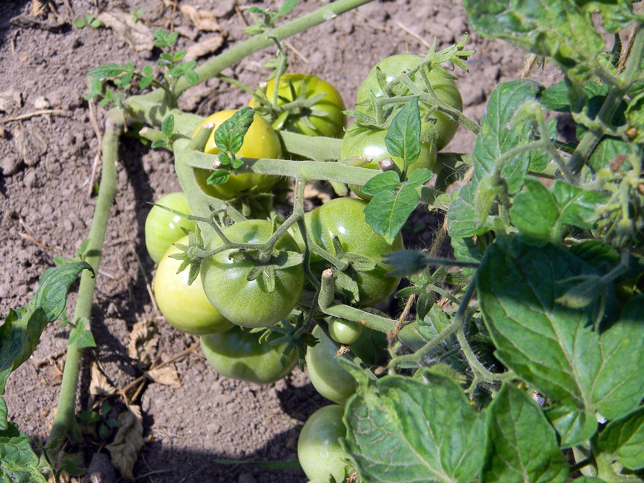 tomato why the tomatoes on the branch free photo