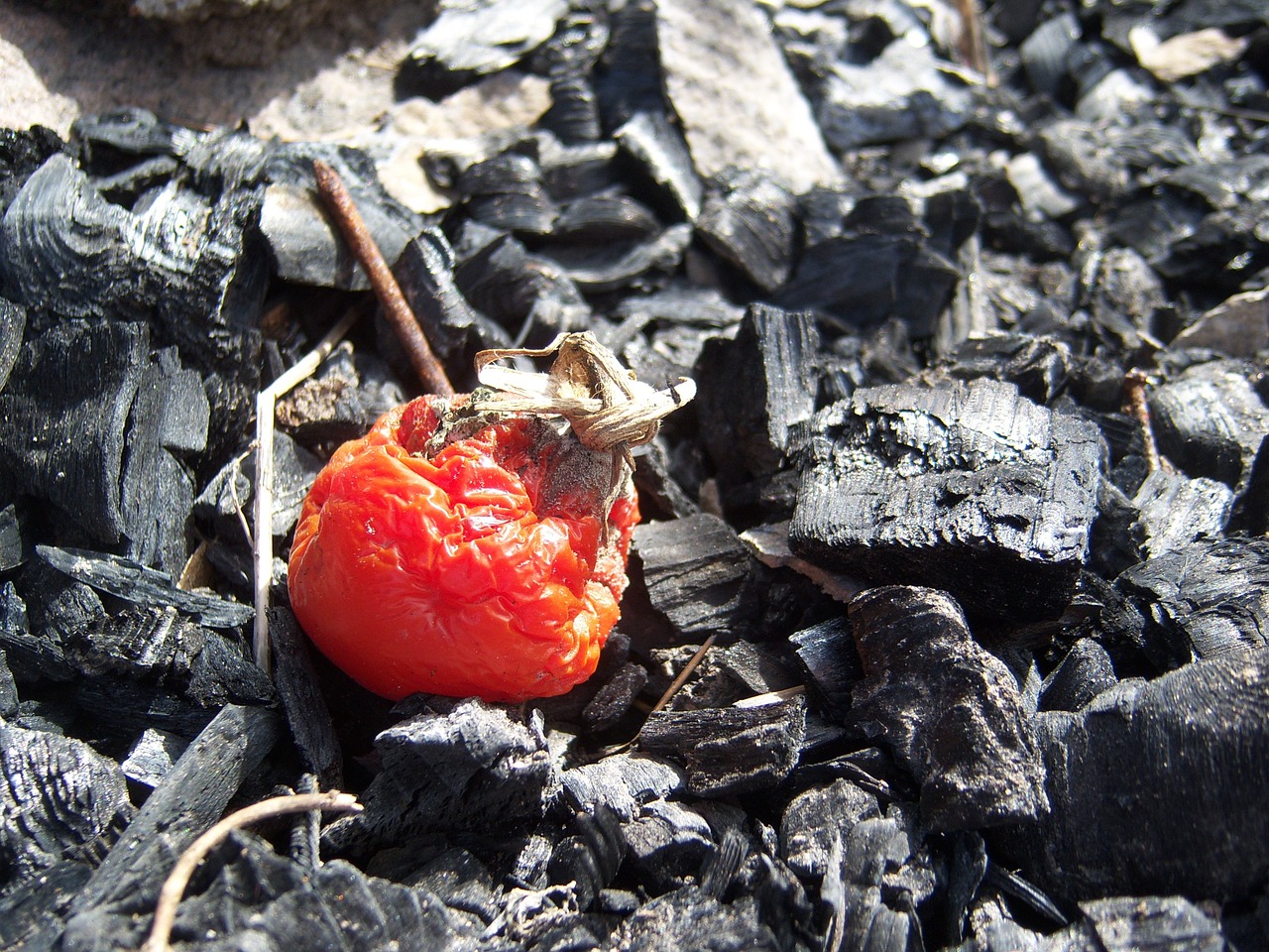 tomato red vegetable free photo