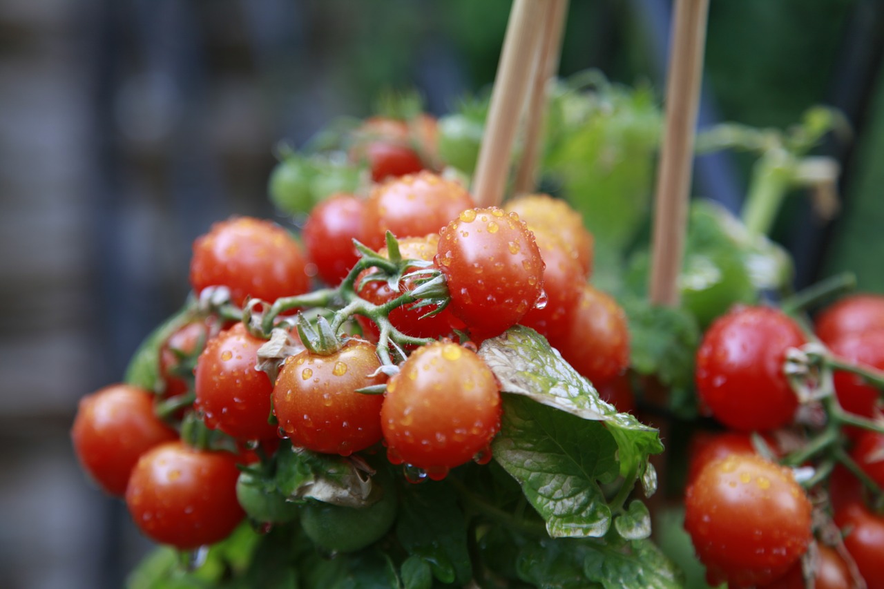 tomato green red free photo