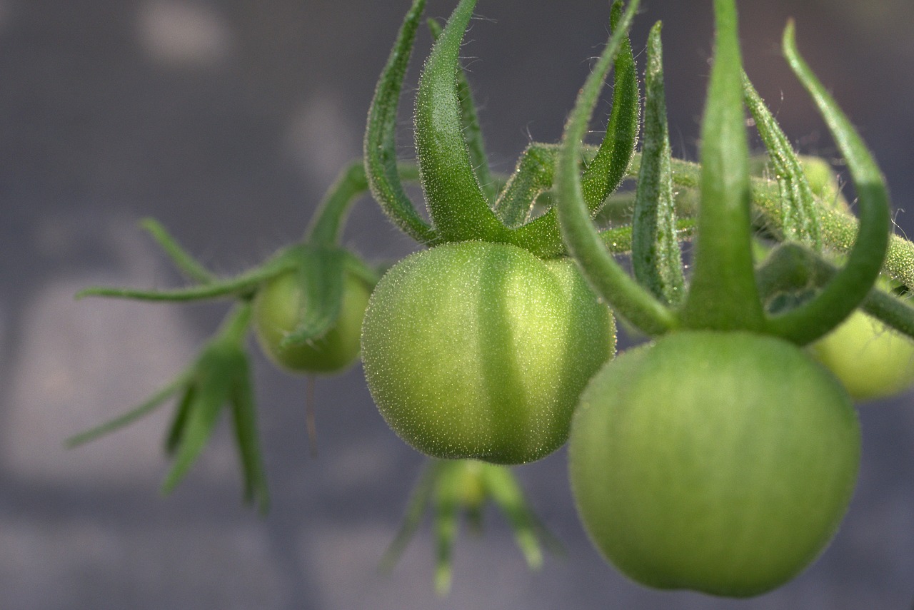 tomato vegetables nachtschattengewächs free photo