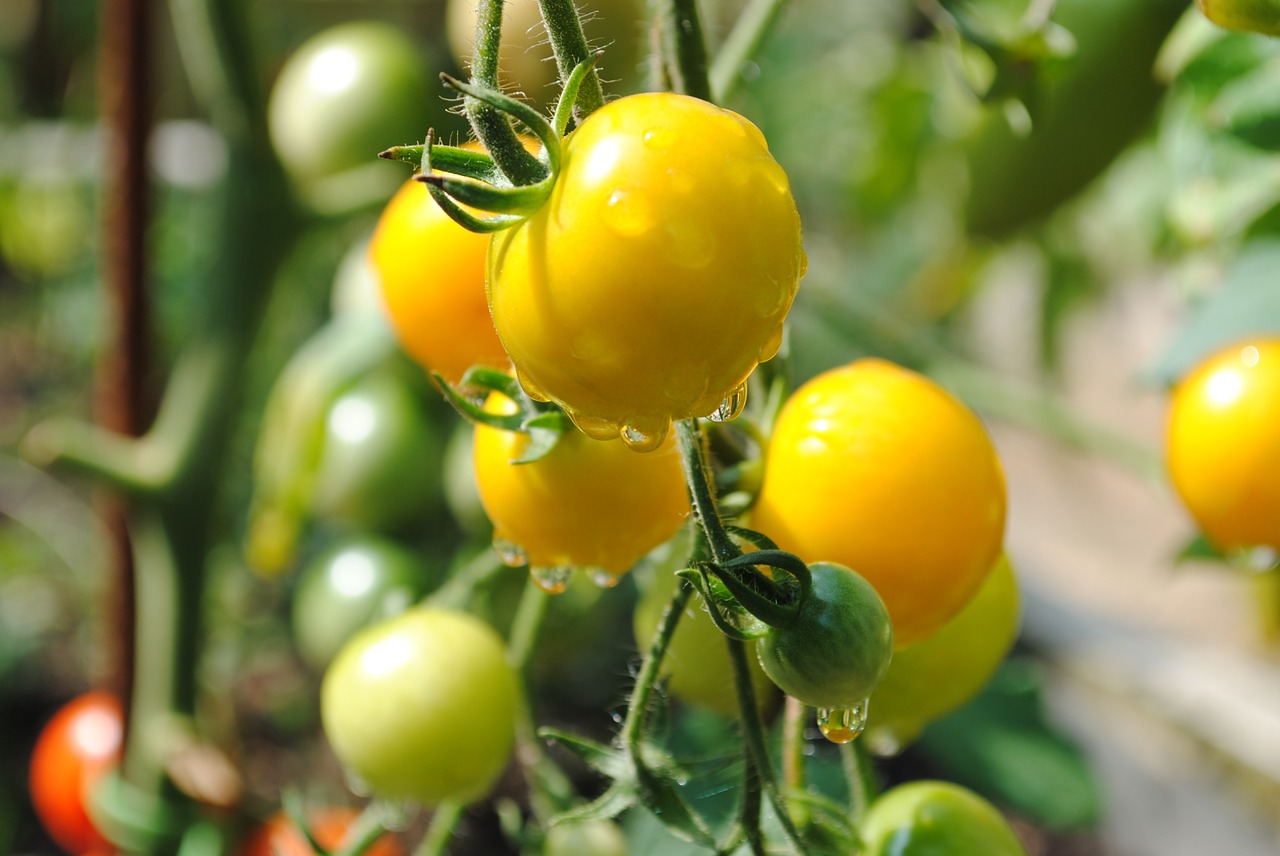 tomato yellow vegetable garden free photo