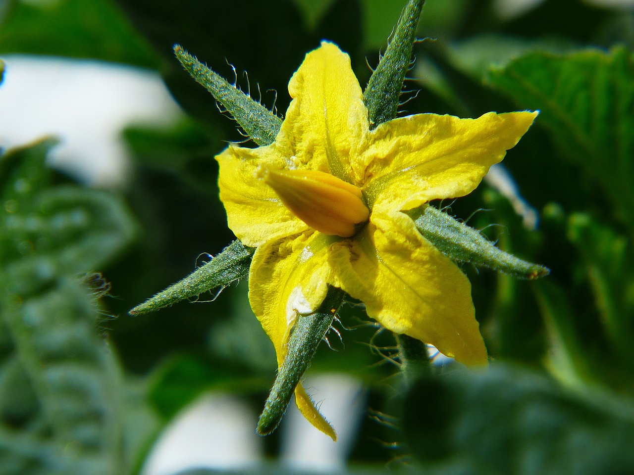 tomato tomato flower light fruit free photo