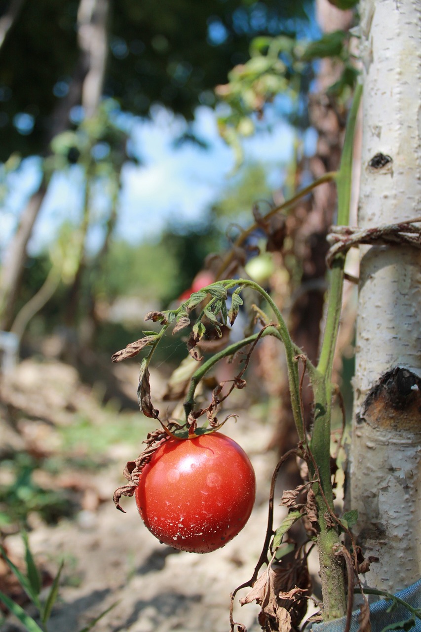 tomatoes nature vegetable free photo