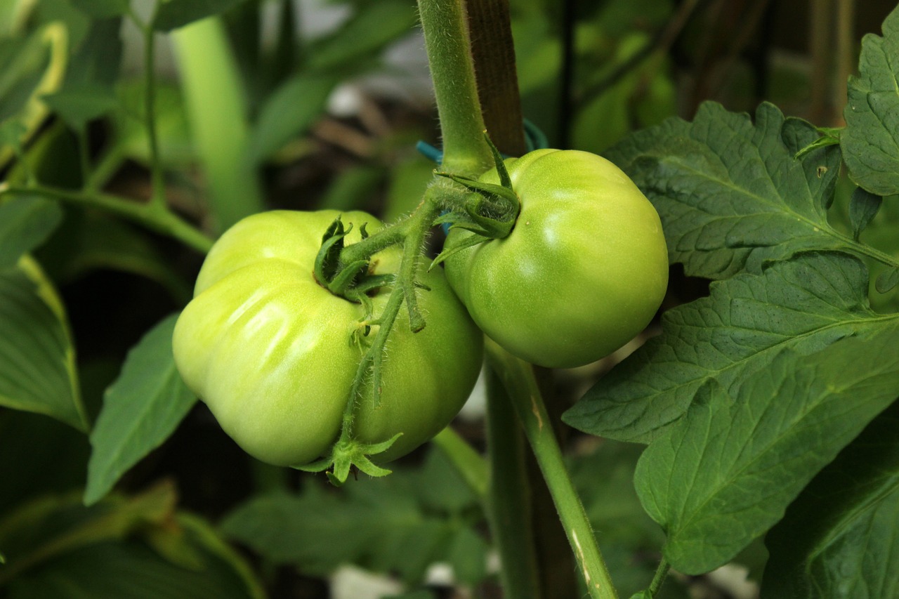 tomato vine vegetable free photo