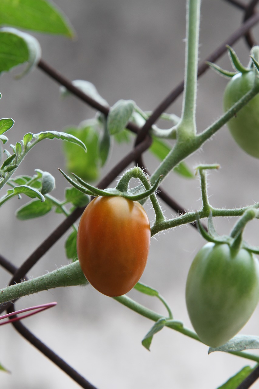 tomato green harvest free photo