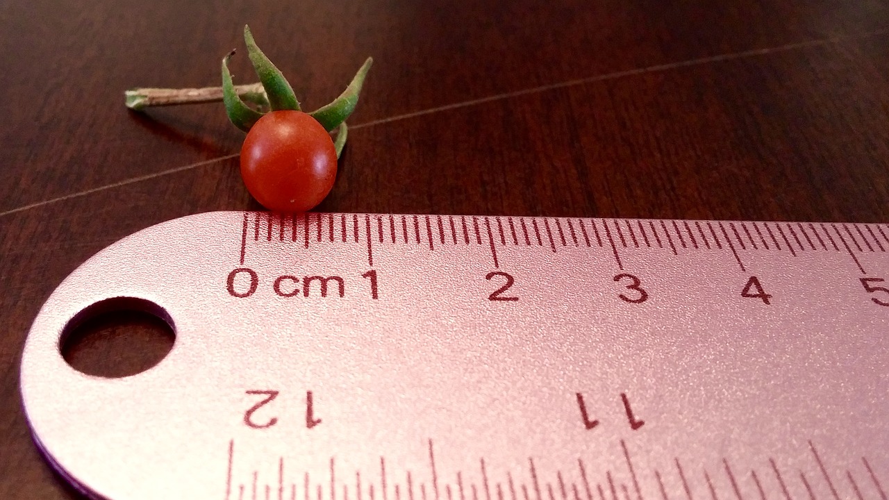 tomato tiny ruler free photo