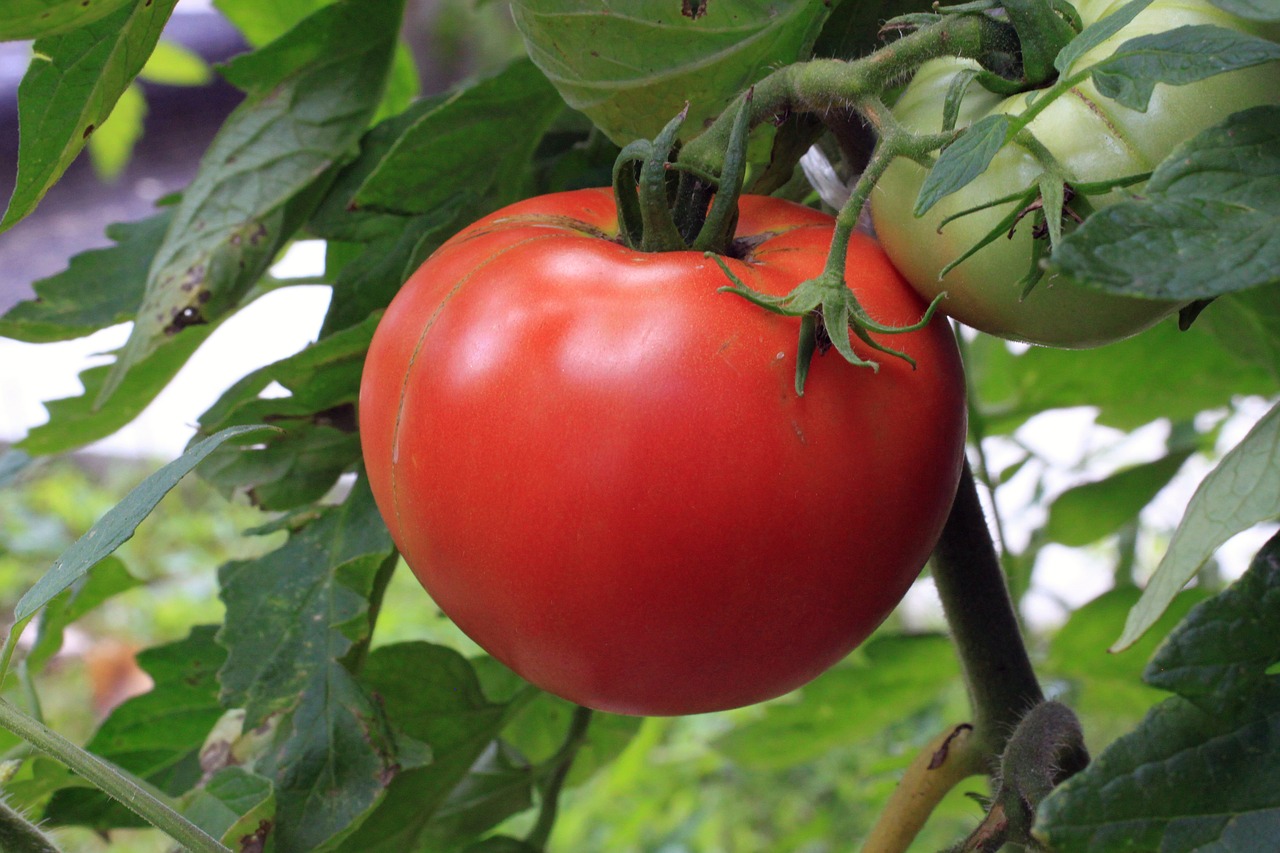 tomato vegetable food free photo
