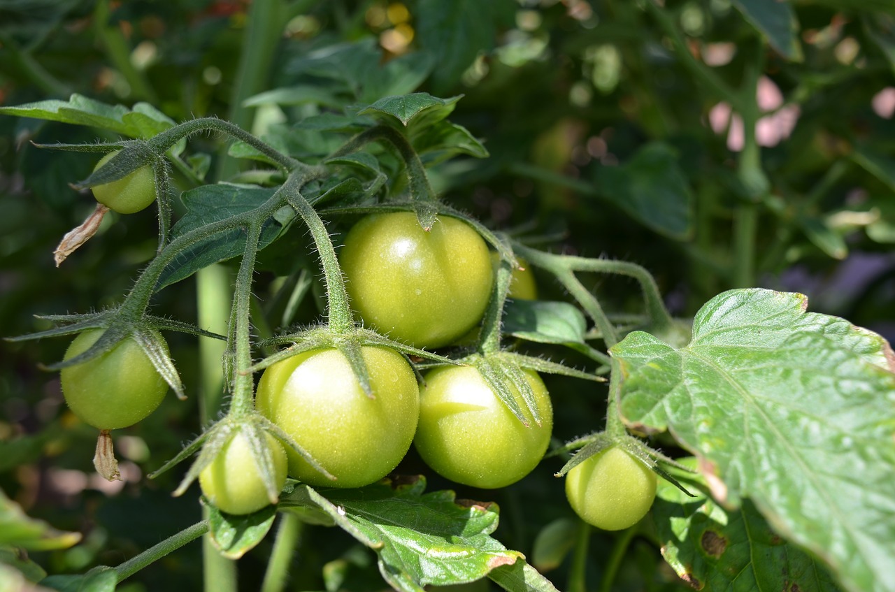 tomato summer vegetable free photo