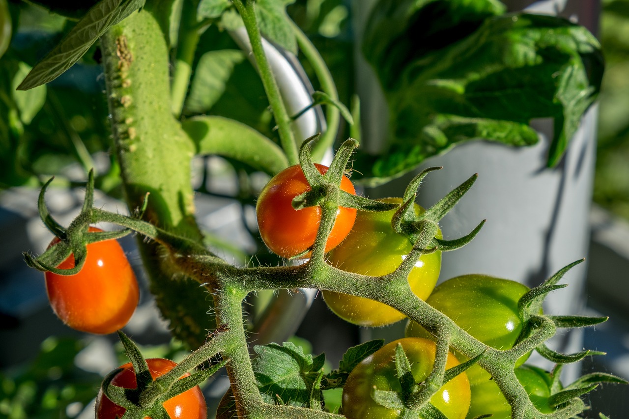 tomato bush garden free photo